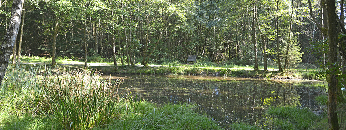 Burgstadt-Pfad Kastellaun Hunsrück