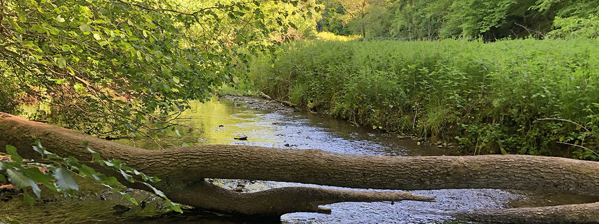 Ehrbachklamm Hunsrück 